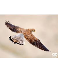 دلیجه کوچک Lesser Kestrel